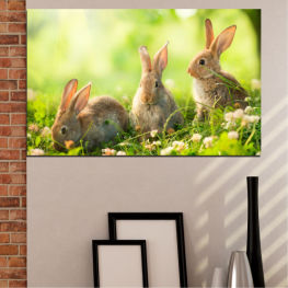 Животни, Природа, Дивата природа, Слънце, Див, Заек, Кафяв, Сладък, Сиво, Очарователен, Домашни, Заек, Пухкав, Космат, Гризач, Дървен заек, Зайче, Великден, Уши, Бозайник