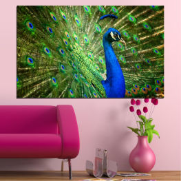 Birds, Light, Colorful, Peacock, Color, Design, Feather, Bright, Pattern, Texture, Feathers, Digital, Wallpaper, Male, Display, Peafowl, Pheasant, Game bird, Tail, Plumage