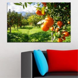 Nature, Tree, Garden, Freshness, Leaf, Leaves, Fresh, Fruits, Food, Orange, Fruit, Diet, Healthy, Vitamin, Organic, Edible fruit, Juicy, Ripe, Citrus, Tangerine, Bitter orange, Mandarin