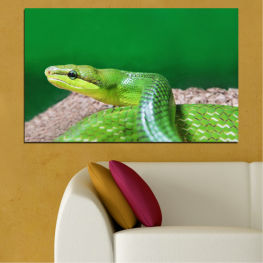 Animal, Wildlife, Water, Tree, Animals, Tropical, Wild, Snake, Frog, Reptile, Fauna, Close, Danger, Dangerous, Green snake, Scale, Slither, Serpent, Crawling, Scales