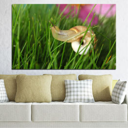 Животни, Градина, Флора, Листо, Трева, Растение, Див, Охлюв, Черупка, Близък план, Кафяв, Близо, Коремоного, Мекотело, Безгръбначно, Плужек, Бавен, Лигав, Слуз, Вредител, Антена