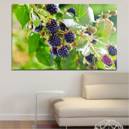 Nature, Summer, Leaf, Wine, Fresh, Fruits, Fruit, Blackberries, Healthy, Berry, Sweet, Grapes, Vine, Edible fruit, Blackberry, Juicy, Harvest, Ripe, Berries, Agriculture, Drupe, Vineyard, Grape