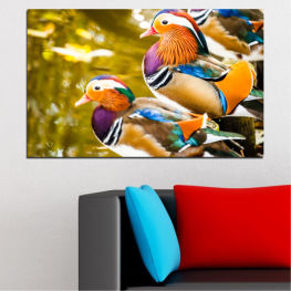 Фън шуй, Вода, Птици, Екзотичен, Океан, Мандаринови патета, Цветен, Остров, Корал, Риба, Тропически, Портокал, Плуване, Морска вода, Анемонова риба, Аквариум, Златна рибка, Риф, Водни, Гмуркане, Морски, Под вода