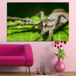 Animal, Nature, Wildlife, Animals, Leaf, Grass, Plant, Wild, Beetle, Spider, Environment, Fauna, Insect, Close, Invertebrate, Arthropod, Weevil, Long-horned beetle, Insects