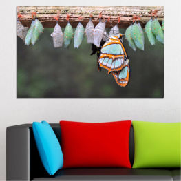 Животни, Природа, Дивата природа, Вода, Цвете, Лято, Пеперуда, Светлина, Цветен, Цвят, Крила, Див, Насекомо, Безгръбначно, Членестоноги, Бариера, Монарх, Какавида, Ограда от колове, Ограда