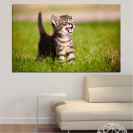 Животни, Поляна, Портрет, Котка, Очи, Лице, Сладък, Млад бозайник, Гледам, Таби, Бебе, Любопитен, Мустаци, Коте, Коте, Домашни, Космат, Котешки, Бозайник