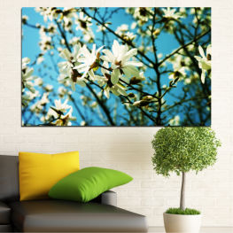 Flowers, Nature, Spring, Flower, Sun, Tree, Garden, Leaf, Plant, Blossom, Bloom, Woody plant, Season, Blooming, Branch, Petal, Vascular plant, Shrub, Almond, Magnolia, Hawthorn