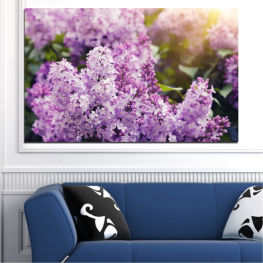 Flowers, Spring, Flower, Sun, Garden, Flora, Lilac, Plant, Purple, Blossom, Bloom, Herb, Pink, Woody plant, Floral, Petal, Vascular plant, Shrub, Crape myrtle, Moss pink, Phlox