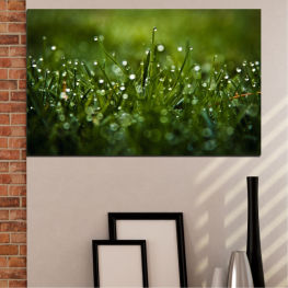 Nature, Spring, Garden, Summer, Meadow, Freshness, Drops, Leaf, Grass, Fresh, Plant, Environment, Herb, Vascular plant, Close, Growth, Dill, Drop, Condensation