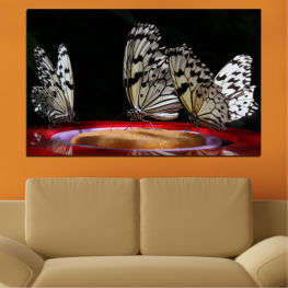 Animal, Flower, Butterfly, Light, Colorful, Night, Plant, Color, Design, Wings, Glass, Ferris wheel, Orange, Yellow, Ride, Insect, Container, Drum, Majolica, Earthenware