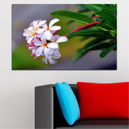 Flowers, Spring, Flower, Garden, Summer, Exotic, Flora, Natural, Decoration, Fresh, Plant, Blossom, Plumeria, Tropical, Bloom, Pink, Woody plant, Floral, Petal, Vascular plant, Shrub